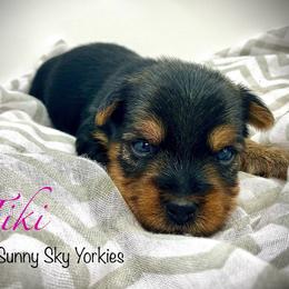 Tiki - Black and tan female Yorkshire Terrier puppy in Rio, Illinois from Sunny Sky Yorkies