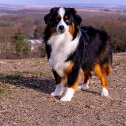 Björn - Toy Australian Shepherd