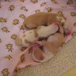 Ibizan Hound Puppies from Someday Ibizans