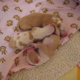Ibizan Hound Puppies from Someday Ibizans