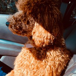 Goldendoodle Puppies from Labradoodleday