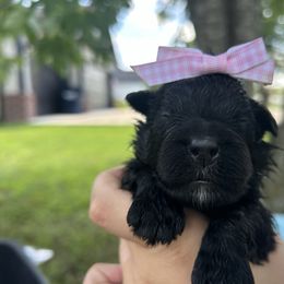Macie - Black female Bouvier des Flandres puppy in Buffalo, Missouri from Noble Bouviers