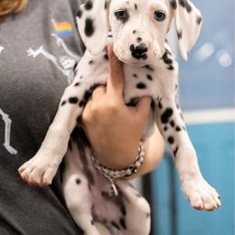 Wind - White and black female Dalmatian puppy in Cleveland, Texas from Arrowhead Dalmatians