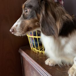 Cooper - Dachshund