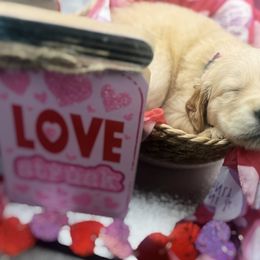 Golden Retriever Puppies from Great Lakes Golden Retreivers