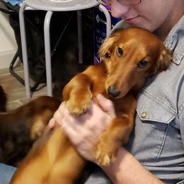 Dachshund All Grown Up from OzO Dachshunds