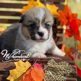 Whitney 1,200 - Red female Pembroke Welsh Corgi puppy in Nashville, Arkansas from Whisenhunt Farms