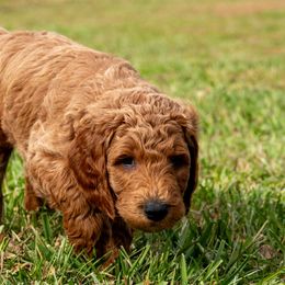 Lime Boy - Goldendoodle puppy from Botcherby Doodles