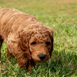 Lime Boy - Goldendoodle puppy from Botcherby Doodles