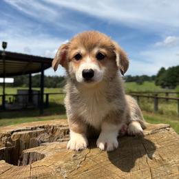 Virginia (Financing Available) - Red female Pembroke Welsh Corgi puppy in Inverness, Florida from Canaan Farm Corgis
