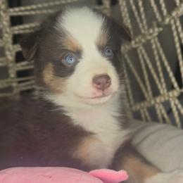 Mary - Red tri-color male Aussiedoodle puppy in Lincoln, California from Pasta Puppies Doodles