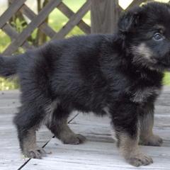 German Shepherd Puppies from Vom Kugelblitz Kennels