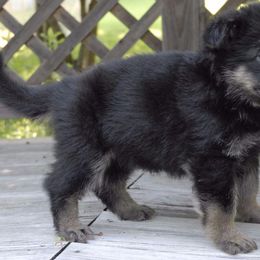 German Shepherd Puppies from Vom Kugelblitz Kennels