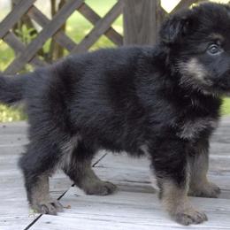 German Shepherd Puppies from Vom Kugelblitz Kennels