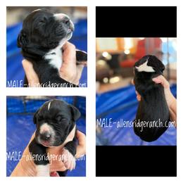 Boy 2 - Black and white male Great Dane puppy in Greenville, South Carolina from Allen’s Ridge Ranch