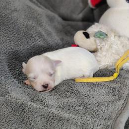 Pooh (yellow collar)-OFA and CHIC parents - White male Coton de Tulear puppy in Westfield, North Carolina from Legacy Pets