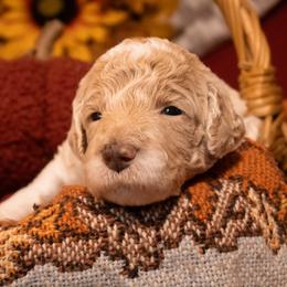 Poodle Puppies from Bella's Beauties Moyen Poodles