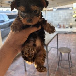 Male 2 - Blue and gold male Yorkshire Terrier puppy in Pomona, California from Carbajal Yorkshire Terriers