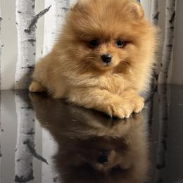 Carmel - Orange female Pomeranian puppy in Grayslake, Illinois from Touch Of Clouds Poms