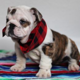 Bulldogs from The Fatty Pack Bulldogs llc