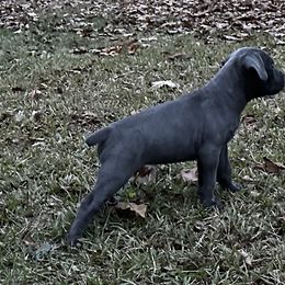 Blue - Gray Cane Corso puppy in Alabama from Cane Sportivo