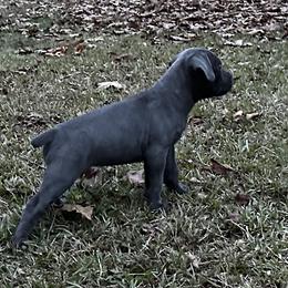 Blue - Gray Cane Corso puppy in Alabama from Cane Sportivo