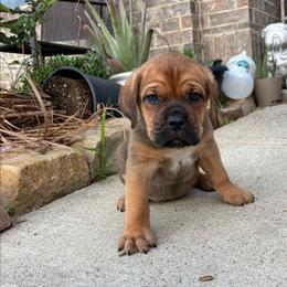 Boy 3 - Red male Cane Corso puppy in Forney, Texas from Dallas Lonestar Bullies