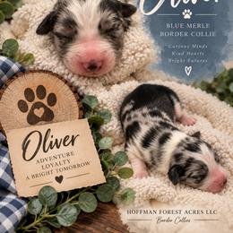 Oliver boy - Blue merle male Border Collie puppy in Fairview, Tennessee from Hoffman Forest Acres LLC