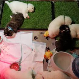Japanese Akitainu Puppies from Four Seasons Akita (Shikisou)
