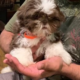 Shih Tzu Puppies from Dulces Cute Shih Tzus