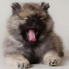 Keeshond Puppies from Peregrine Keeshond