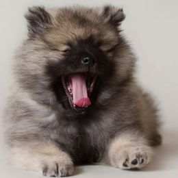 Keeshond Puppies from Peregrine Keeshond