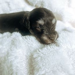 Girl 2 - Liver female Miniature Schnauzer puppy in Cheney, Washington from Rolling Hills Schnauzers