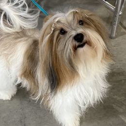Shirley - Havanese