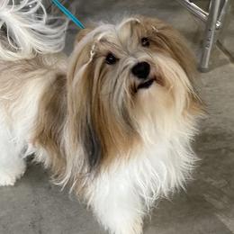 Shirley - Havanese