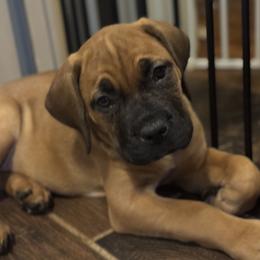 Cream collar female - Fawn female Boerboel puppy in Bon Aqua, Tennessee from Erickson Ranch Boerboels
