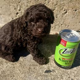 Puppy 1 - Brown male Poodle puppy in Pennsylvania from Tiny Toy Poodles