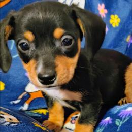 Bam Bam - Black and tan male Dachshund puppy in Bandera, Texas from Pup Cakes