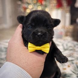 Squirt - Black male Shorkie puppy in Midland, Texas from Southern Yorkie Pies