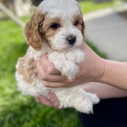 Cavapoo Puppies from Ellas.Pups