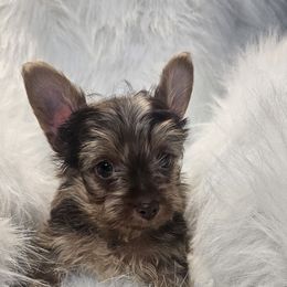 Apollo - Chocolate and tan male Yorkshire Terrier puppy in Hamilton, Ohio from Purebred Yorkies of Ohio