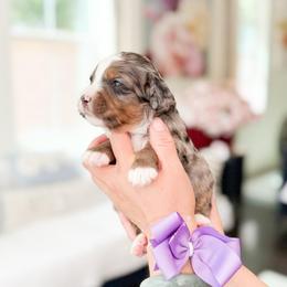 Lavender-Light Purple - Merle female Bernedoodle puppy in Ontario, California from Teddy Doodles & Standard Poodles