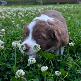 Dakota - White and red female Border Collie puppy in Ashford, Alabama from Double4farms