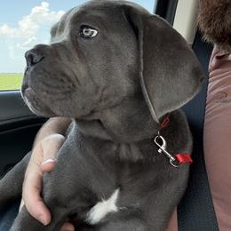 Red Collar-Atlas - Gray male Cane Corso puppy in Osceola, Arkansas from Classic Jayx