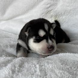Bella (Yellow) - Black and white female Siberian Husky puppy in Ellijay, Georgia from Appalachian Siberians LLC