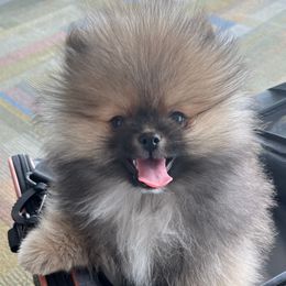 Pomeranian Puppies from Glitzypoms