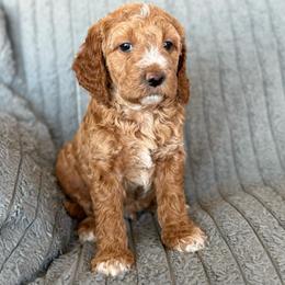 Cody - Red  male Goldendoodle puppy in Maricopa, Arizona from AZ Designer Goldendoodles