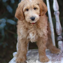 Goldendoodle Puppies from Sac River GoldenDoodles LLC