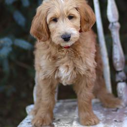 Goldendoodle Puppies from Sac River GoldenDoodles LLC