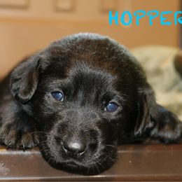 HOPPER - Black female Labrador Retriever puppy in Lawton, Michigan from DuckAlly Kennel